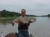 Channel Catfish 34 1/2 in"