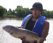 Channel Catfish 34 1/4 in"