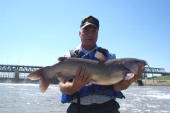 Channel Catfish 34 1/4 in"