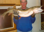 Northern Pike 39 1/2 in"