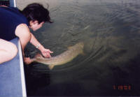 41 in sturgeon released