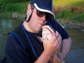 Kissing Catfish